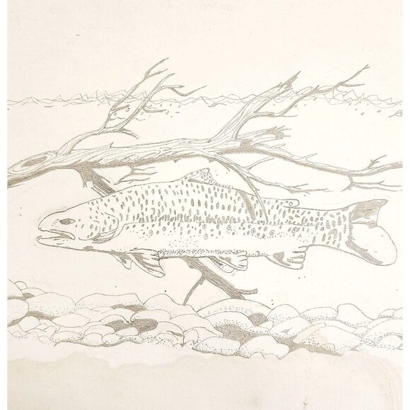 1960-70s Original Art Pencil Drawing Trout Fish Swimming OOAK Unsigned DWWW14 - Picture 1 of 2